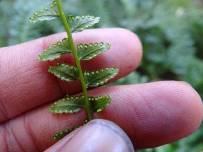 Monachosorum maximowiczii, photographed by 呂一起(Lyu yi-chi)