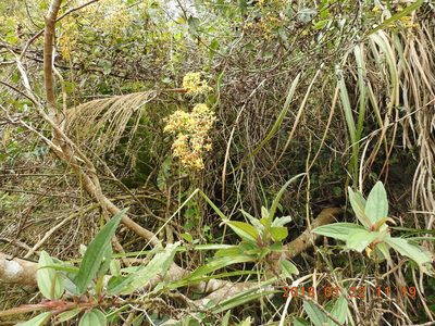 Senecio scandens, photographed by fagushayata