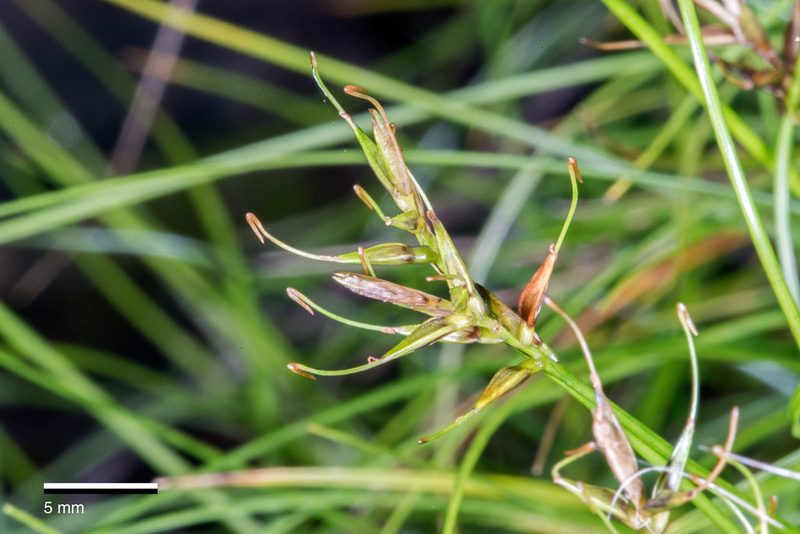 Carex longifructus, photographed by Jeremy Rolfe