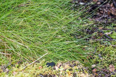 Carex longifructus, photographed by Jeremy Rolfe
