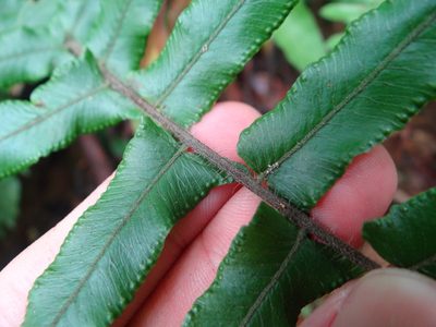 Microlepia hookeriana, photographed by 呂一起(Lyu yi-chi)