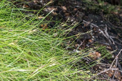 Carex longifructus, photographed by Jeremy Rolfe