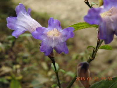 Strobilanthes pentastemonoides, photographed by fagushayata