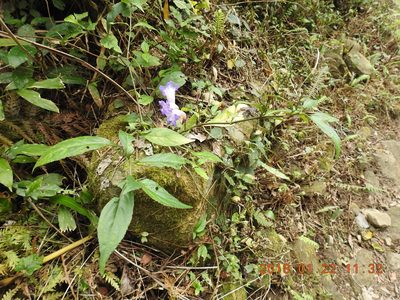 Strobilanthes pentastemonoides, photographed by fagushayata