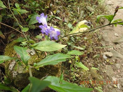 Strobilanthes pentastemonoides, photographed by fagushayata