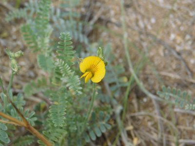 Adesmia incana, photographed by Pablo Bombín