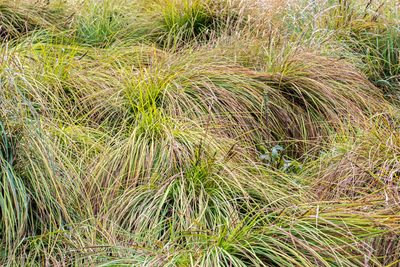 Carex sinclairii, photographed by Jeremy Rolfe