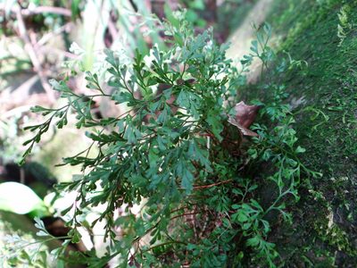 Odontosoria gracilis, photographed by 呂一起(Lyu yi-chi)