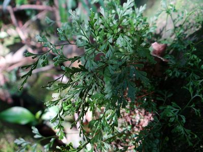 Odontosoria gracilis, photographed by 呂一起(Lyu yi-chi)