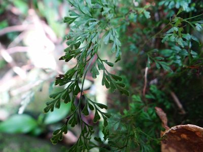 Odontosoria gracilis, photographed by 呂一起(Lyu yi-chi)