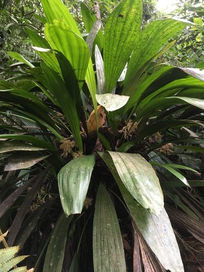 Xylobium leontoglossum, photographed by Andrew J. Crawford