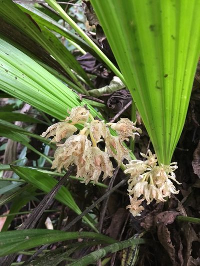 Xylobium leontoglossum, photographed by Andrew J. Crawford