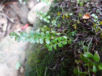 Osmolindsaea japonica, photographed by 呂一起(Lyu yi-chi)