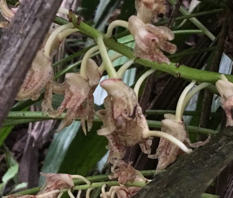 Xylobium leontoglossum, photographed by Andrew J. Crawford