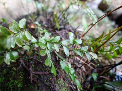 Osmolindsaea japonica, photographed by 呂一起(Lyu yi-chi)