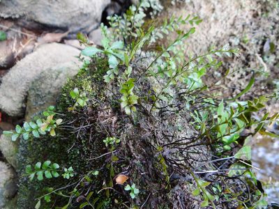 Osmolindsaea japonica, photographed by 呂一起(Lyu yi-chi)