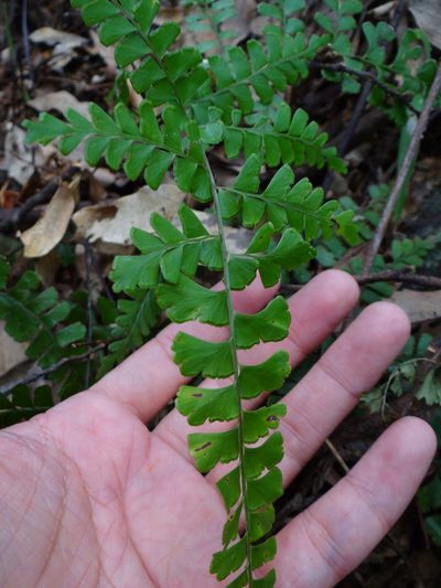 Lindsaea bonii, photographed by 呂一起(Lyu yi-chi)