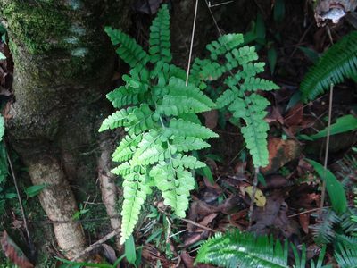 Lindsaea bonii, photographed by 呂一起(Lyu yi-chi)
