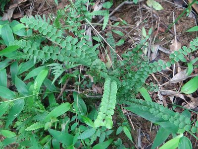 Lindsaea orbiculata, photographed by 呂一起(Lyu yi-chi)