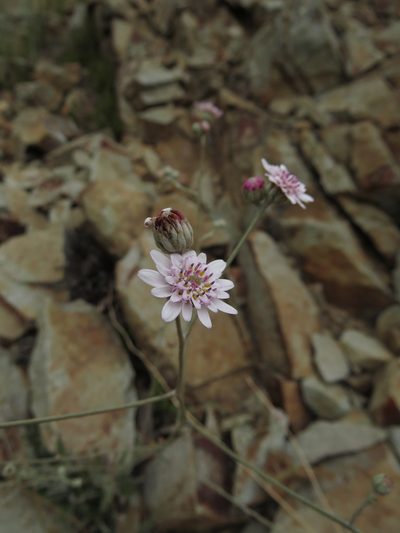 Leucheria rosea, photographed by Nicolás Lavandero