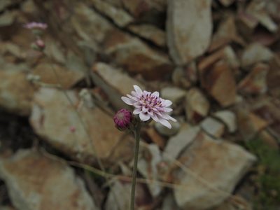 Leucheria rosea, photographed by Nicolás Lavandero