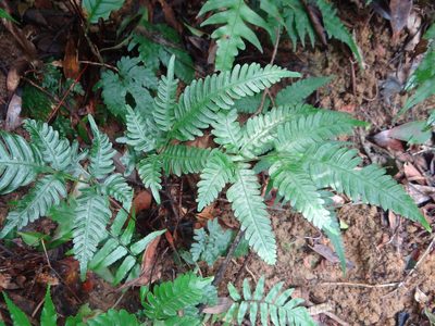 Pteris grevilleana, photographed by 呂一起(Lyu yi-chi)