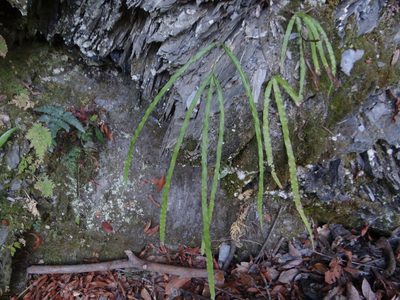 Pteris longipinna, photographed by 呂一起(Lyu yi-chi)