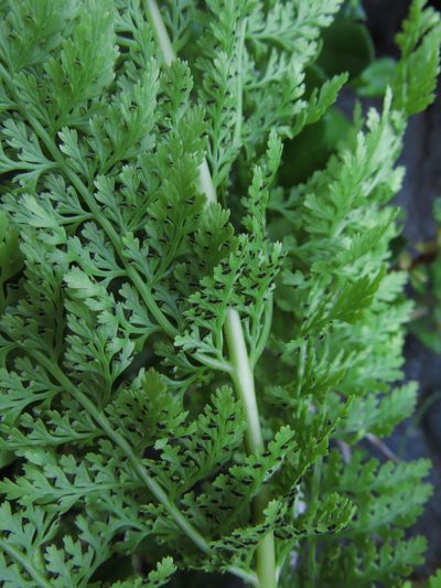 Dennstaedtia glauca, photographed by Nicolás Lavandero
