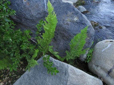 Dennstaedtia glauca, photographed by Nicolás Lavandero