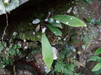 Antrophyum formosanum, photographed by 呂一起(Lyu yi-chi)