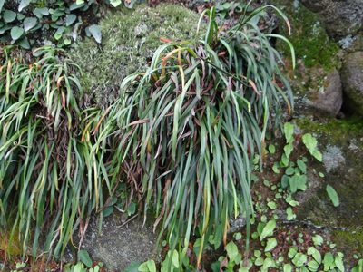 Haplopteris anguste-elongata, photographed by 呂一起(Lyu yi-chi)