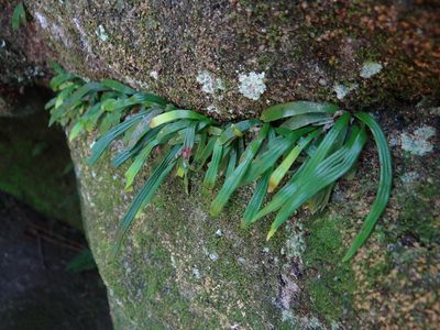 Haplopteris anguste-elongata, photographed by 呂一起(Lyu yi-chi)