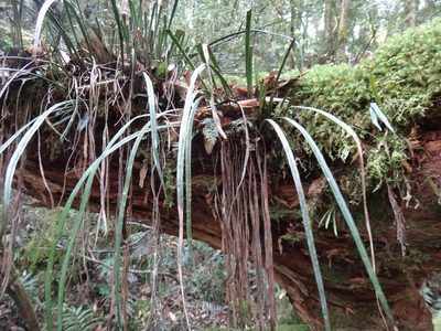 Haplopteris flexuosa, photographed by 呂一起(Lyu yi-chi)
