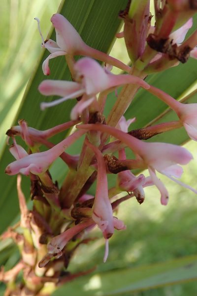 Disa patula, photographed by Peter Warren