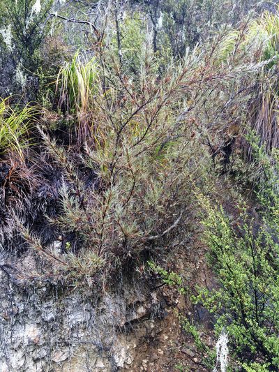 Dracophyllum ophioliticum, photographed by Jeremy Rolfe
