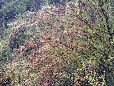 Dracophyllum ophioliticum, photographed by Jeremy Rolfe
