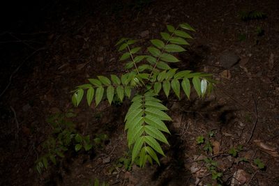 Toona sinensis, photographed by Brian Gratwicke