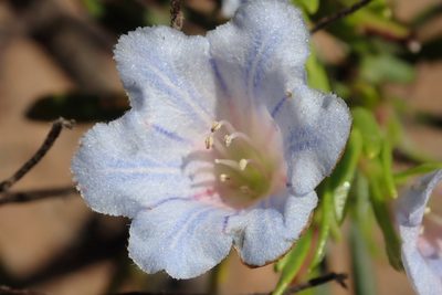 Lobostemon decorus, photographed by Nicola van Berkel