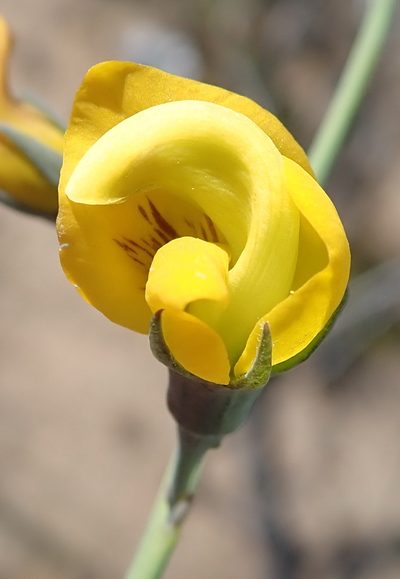 Lebeckia pauciflora, photographed by Nicola van Berkel