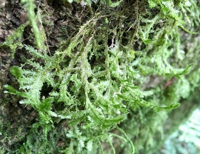 Alleniella scabridens, photographed by Andrew J. Crawford