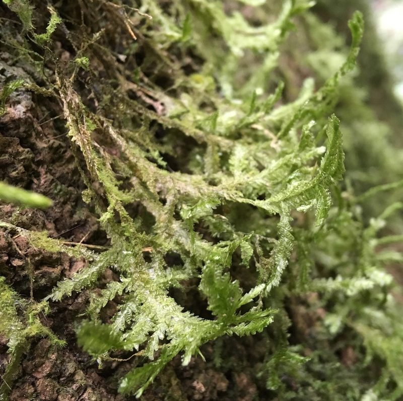 Alleniella scabridens, photographed by Andrew J. Crawford