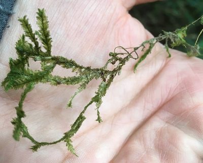 Alleniella scabridens, photographed by Andrew J. Crawford