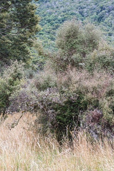 Olearia virgata, photographed by Jeremy Rolfe