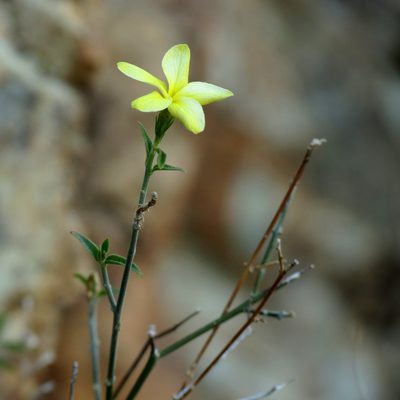 Haplophyton crooksii, photographed by Katja Schulz