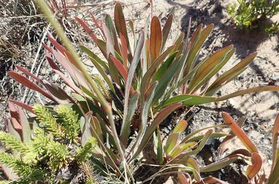 Protea vogtsiae, photographed by Nicola van Berkel