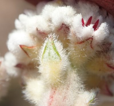 Phylica alba, photographed by Nicola van Berkel
