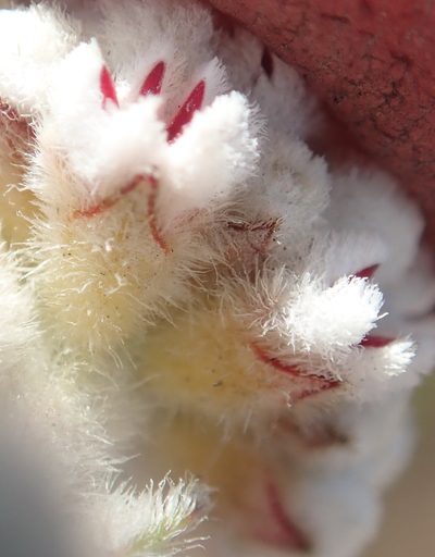 Phylica alba, photographed by Nicola van Berkel