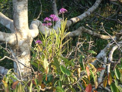 Epidendrum flexuosum, photographed by Dario Taraborelli