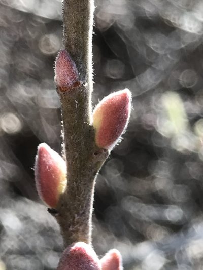 Salix breweri, photographed by Kyle Nessen