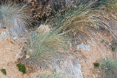 Poa colensoi, photographed by Jeremy Rolfe